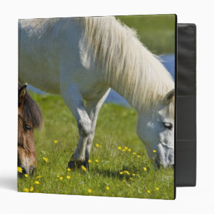 Icelandic Horses in western Iceland. Binder