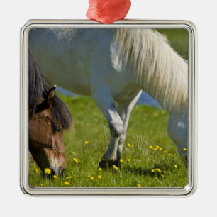 Icelandic Horses in western Iceland. Metal Ornament