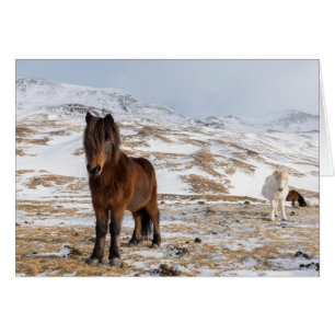 Icelandic Horses in Winter