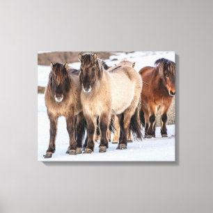 Icelandic Horses in Winter Near Hofn, Iceland Canvas Print