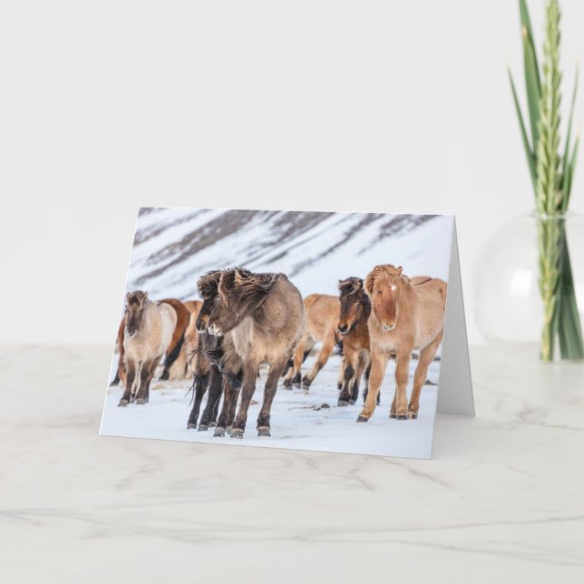 Icelandic Horses in Winter Pasture Near Hofn Card (Front)