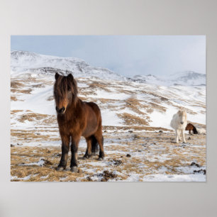 Icelandic Horses in Winter Poster
