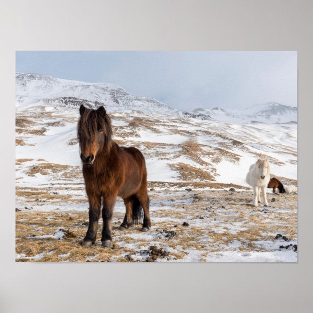 Icelandic Horses in Winter Poster (Front)