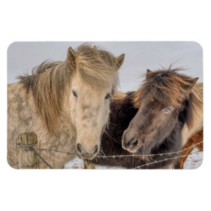 Icelandic Horses Magnet