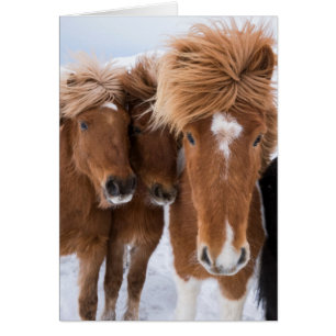 Icelandic Horses nuzzle, Iceland