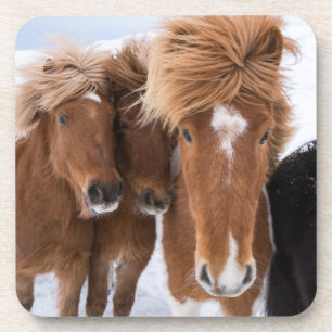 Icelandic Horses nuzzle, Iceland Coaster