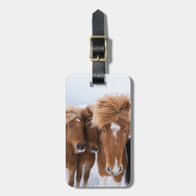 Icelandic Horses nuzzle, Iceland Luggage Tag (Front Vertical)