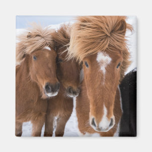 Icelandic Horses nuzzle, Iceland Magnet