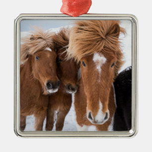 Icelandic Horses nuzzle, Iceland Metal Ornament
