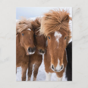 Icelandic Horses nuzzle, Iceland Postcard