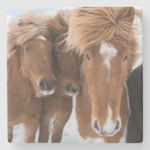 Icelandic Horses nuzzle, Iceland Stone Coaster