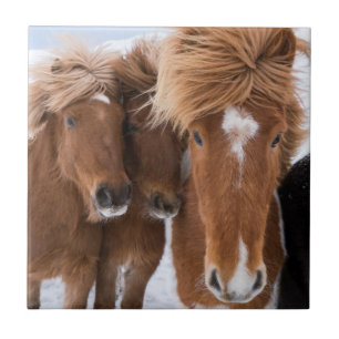 Icelandic Horses nuzzle, Iceland Tile