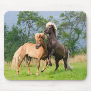 Icelandic horses playing and rearing mouse pad