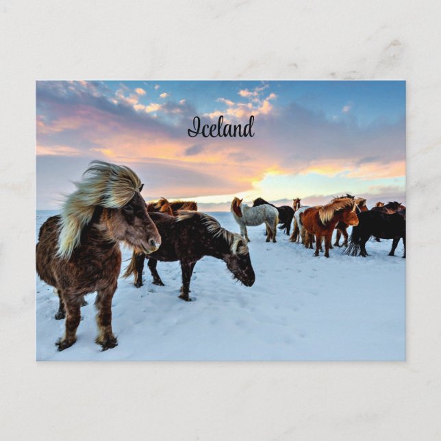 Icelandic Horses Postcard (Front)