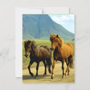 Icelandic Horses Postcard