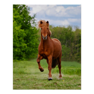 Icelandic Pony at a Tölt Funny Photo Horse Lovers Poster