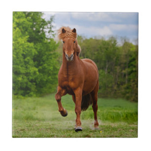 Icelandic Pony at a Tölt Funny Photo Horse Lovers Tile