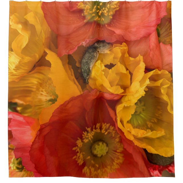 Icelandic Poppies (Front)