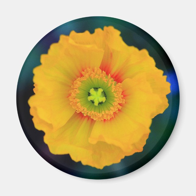 Icelandic Poppy Magnet (Front)