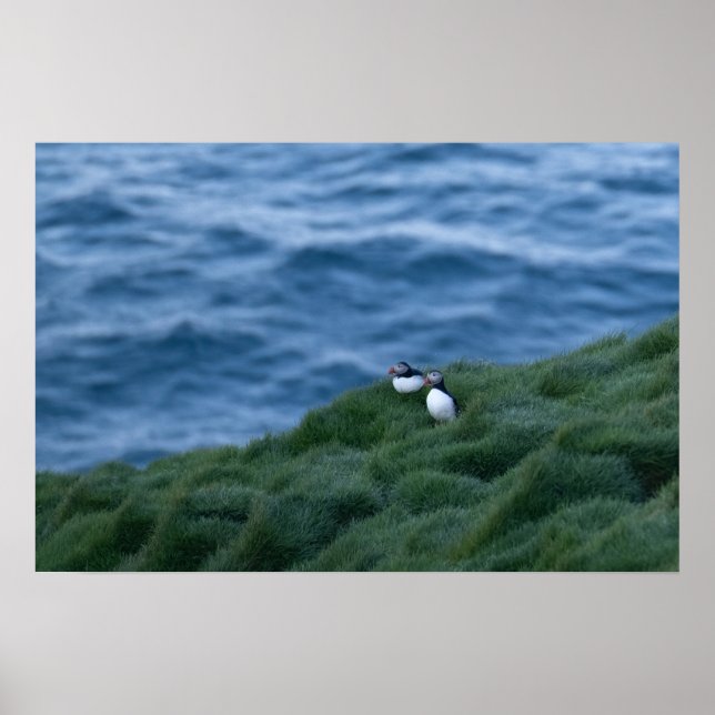 Icelandic Puffin Bird Poster (Front)