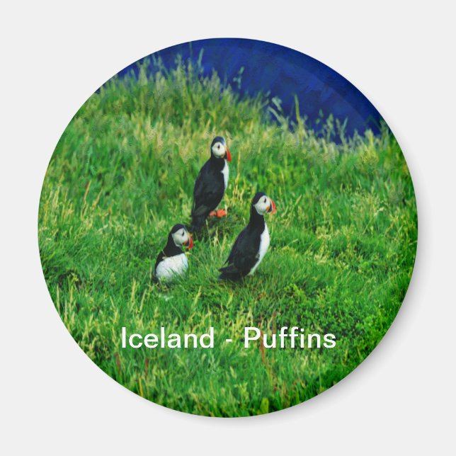 Icelandic Puffins Magnet (Front)