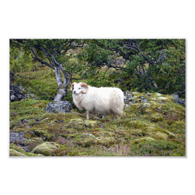 Icelandic Ram Art Photo Print (Front)