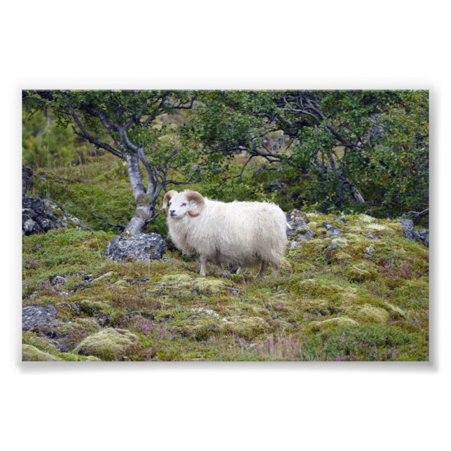 Icelandic Ram Photo Print (Front)