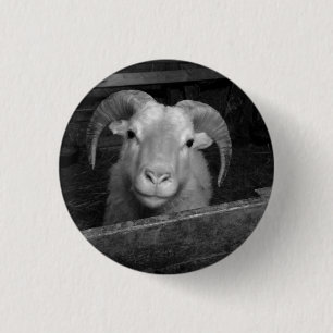 Icelandic sheep 1 inch round button