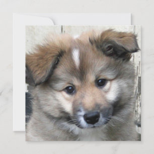 Icelandic Sheepdog 2014-0801