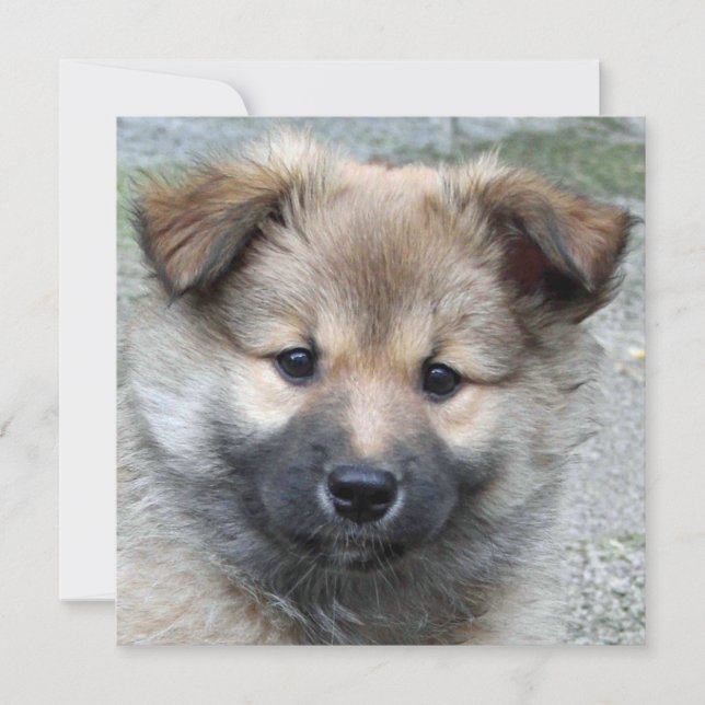 Icelandic Sheepdog 2014-0803 (Front)