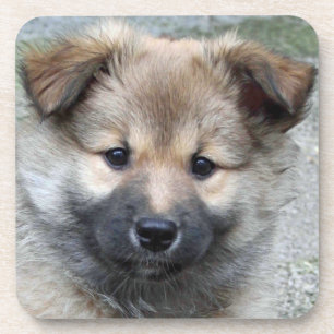 Icelandic Sheepdog 2014-0803 Coaster