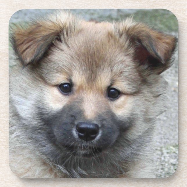 Icelandic Sheepdog 2014-0803 Coaster (Front)