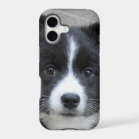 Icelandic Sheepdog 2014-0804