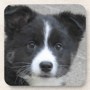 Icelandic Sheepdog 2014-0804 Coaster