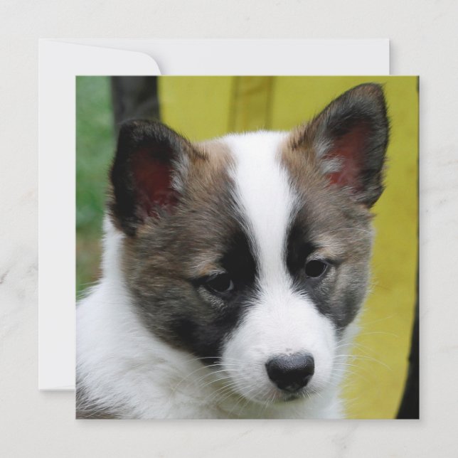 Icelandic Sheepdog 2014-0806 (Front)