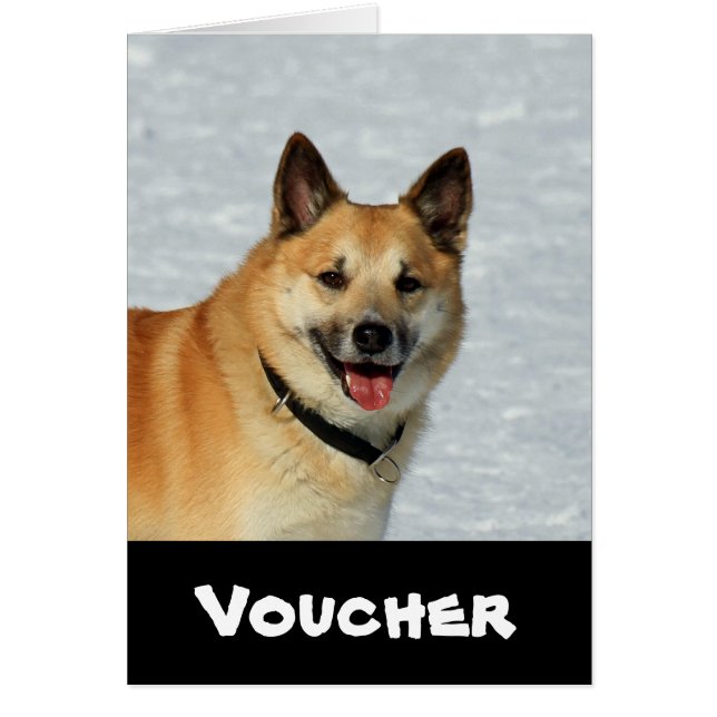 IcelandicSheepdog20150904 (Front)