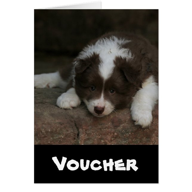 IcelandicSheepdog_20171201_by_JAMFoto (Front)