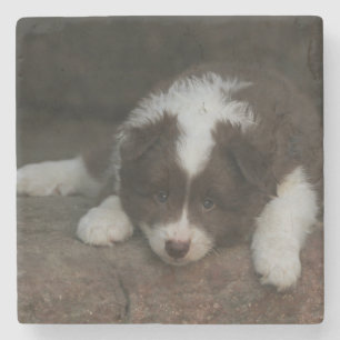 IcelandicSheepdog_20171201_by_JAMFoto Stone Coaster