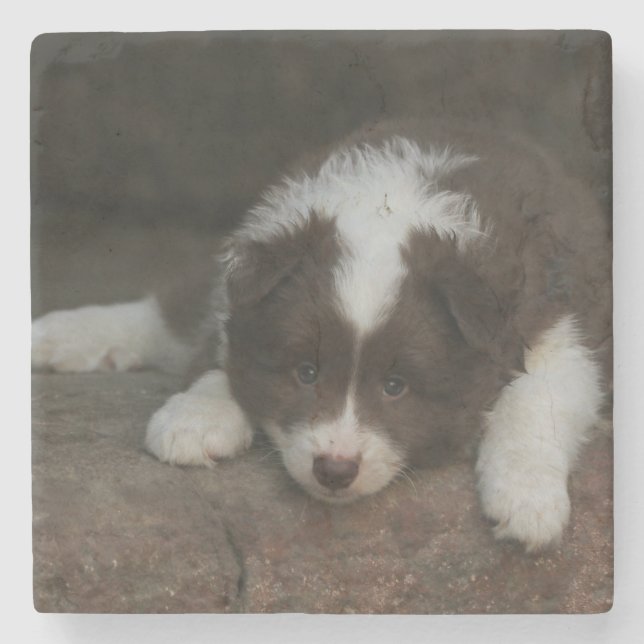 IcelandicSheepdog_20171201_by_JAMFoto Stone Coaster (Front)