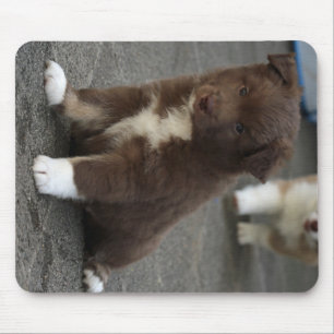 IcelandicSheepdog_20171202_by_JAMFoto Mouse Pad