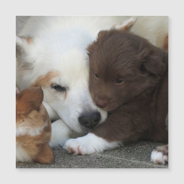 IcelandicSheepdog_20171203_by_JAMFoto (Front)