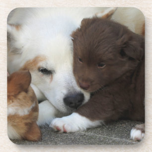 IcelandicSheepdog_20171203_by_JAMFoto Coaster