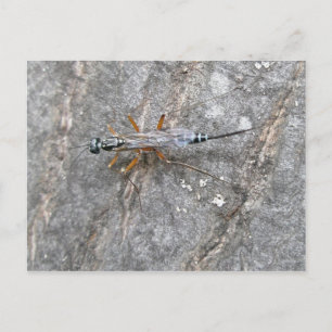Ichneumon Fly on Log Postcard