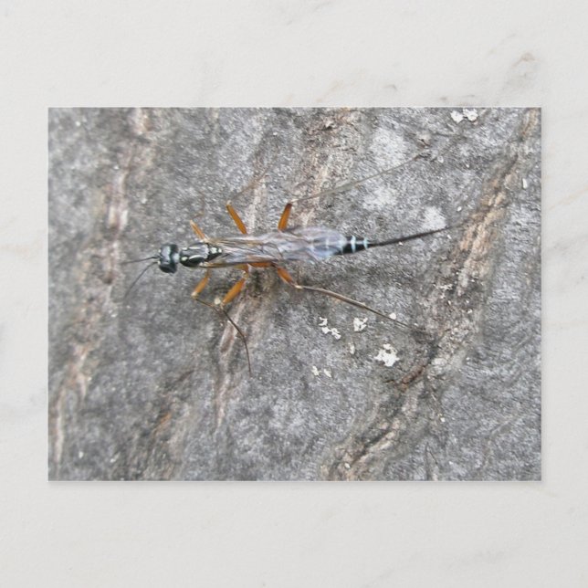 Ichneumon Fly on Log Postcard (Front)