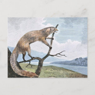 Ichneumon (Mongoose) Wildlife Art Postcard