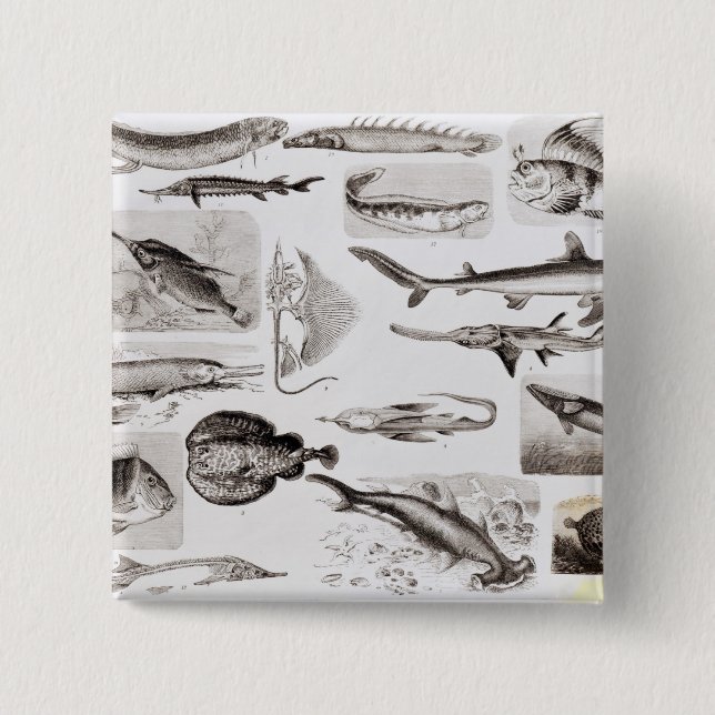 Ichthyology- Elasmobranch, Ganoid 2 Inch Square Button (Front)