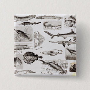 Ichthyology- Elasmobranch, Ganoid 2 Inch Square Button
