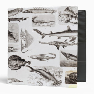 Ichthyology- Elasmobranch, Ganoid Binder