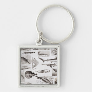 Ichthyology- Elasmobranch, Ganoid Keychain