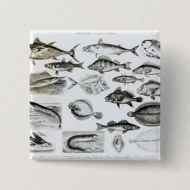 Ichthyology Osseous Fishes 2 Inch Square Button (Front)